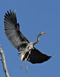 Blue Heron by: Devadatta