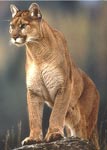 Mountain Lion