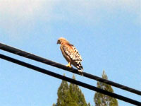 Red Shoulder Hawk